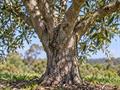 معرفی و نگهداری زیتون برگ‌ریز (Olea paniculata) در باغ و فضای سبز